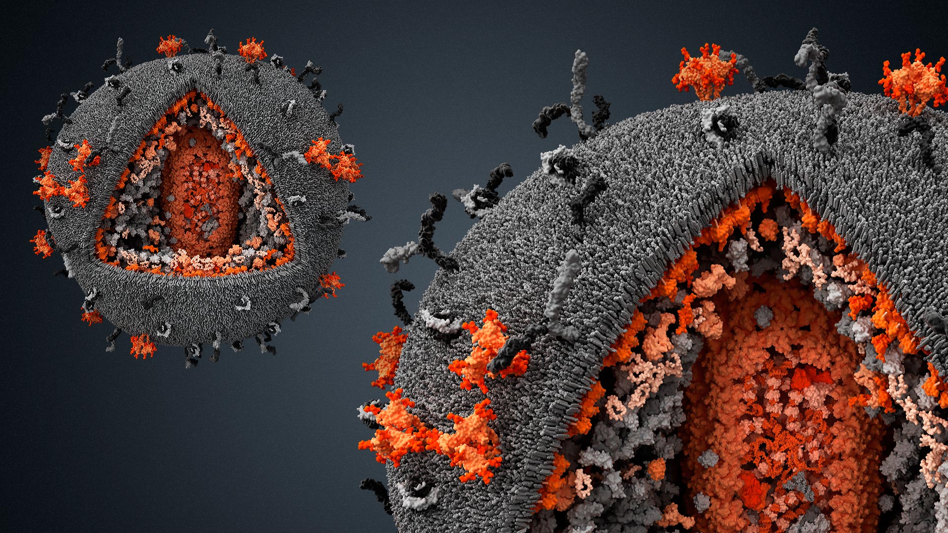 Koronavirüsün Hücrelere Saldırsı Görüntülendi