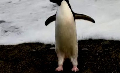 Kayıp Antarktika pengueni