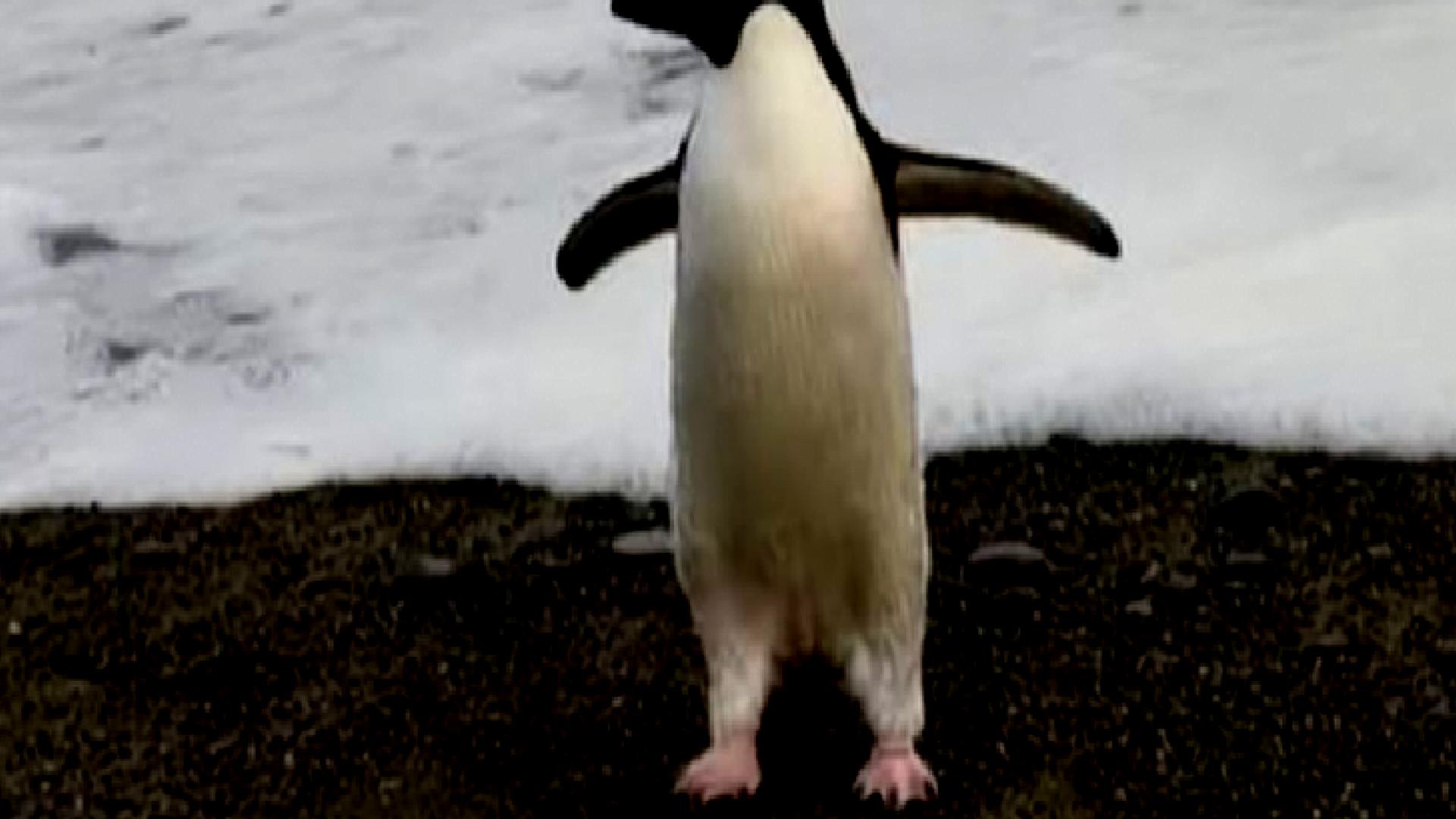 Kayıp Antarktika pengueni