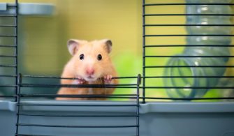 Hamsterların İnsanlara COVID-19 Bulaştırabildiği Açıklandı!