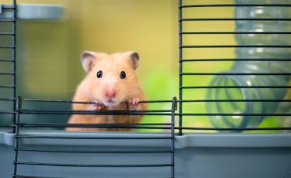Hamsterların İnsanlara COVID-19 Bulaştırabildiği Açıklandı!