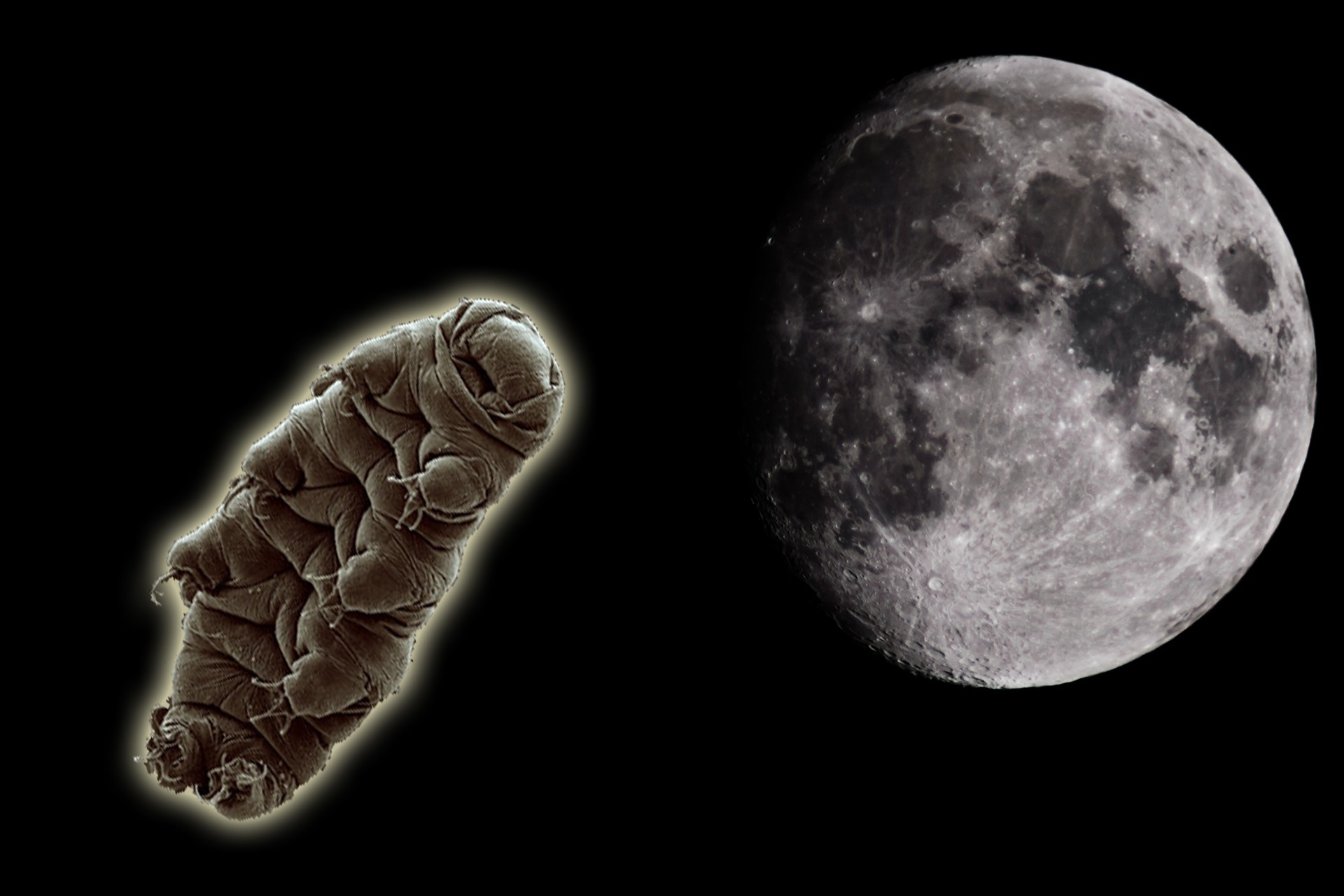 Şanslı Su Ayıları Ay’a mı yerleşti?